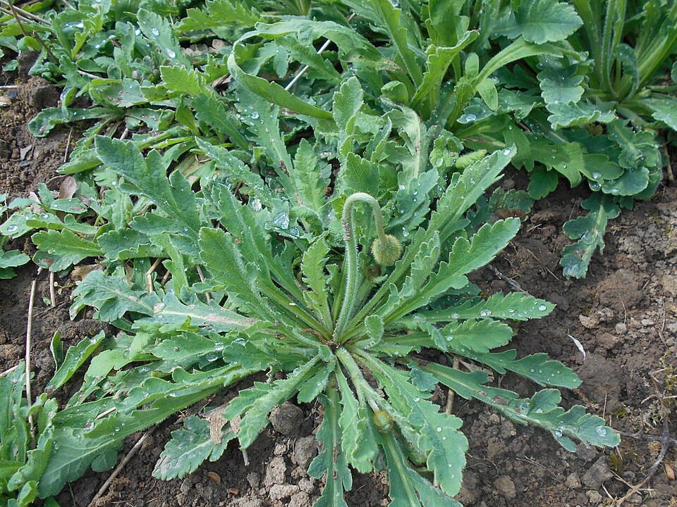 Papaver rupifragum (alternate view 9)