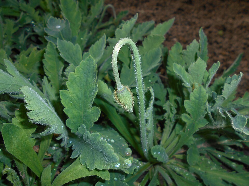 Papaver rupifragum (alternate view 10)