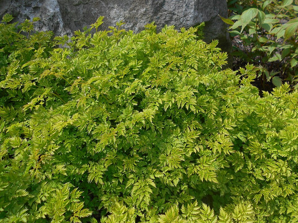 Aruncus aethusifolius (alternate view 5)