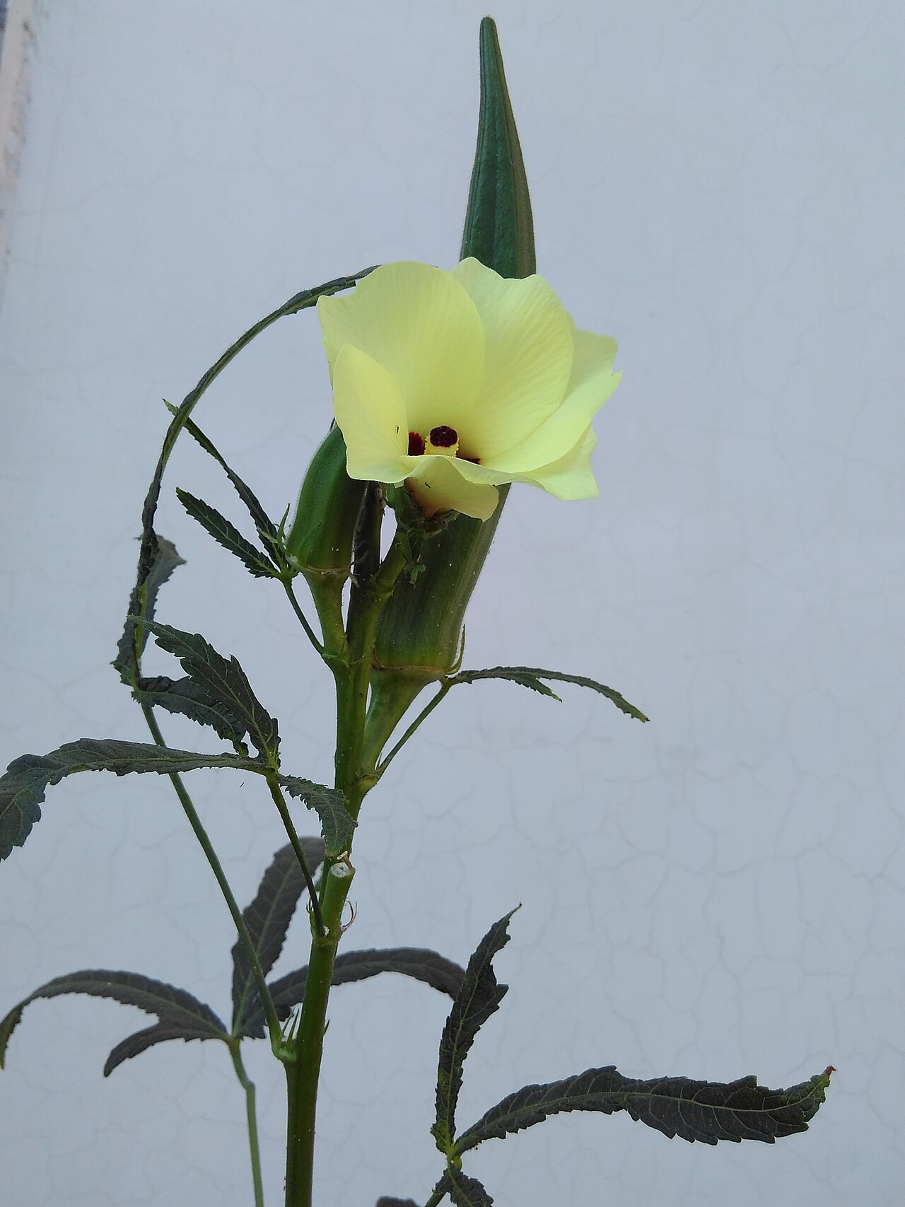 Abelmoschus esculentus, Okra — upright deciduous (Malvaceae) (image 9 of 9)