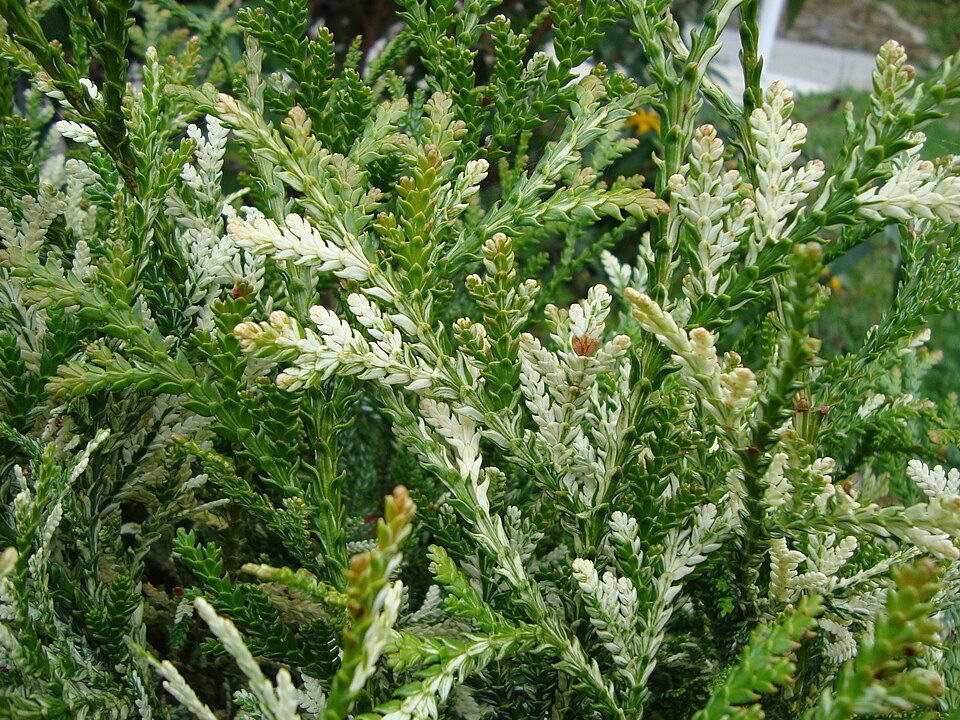 Thujopsis dolabrata 'Variegata' (variegated Japanese false arborvitae)