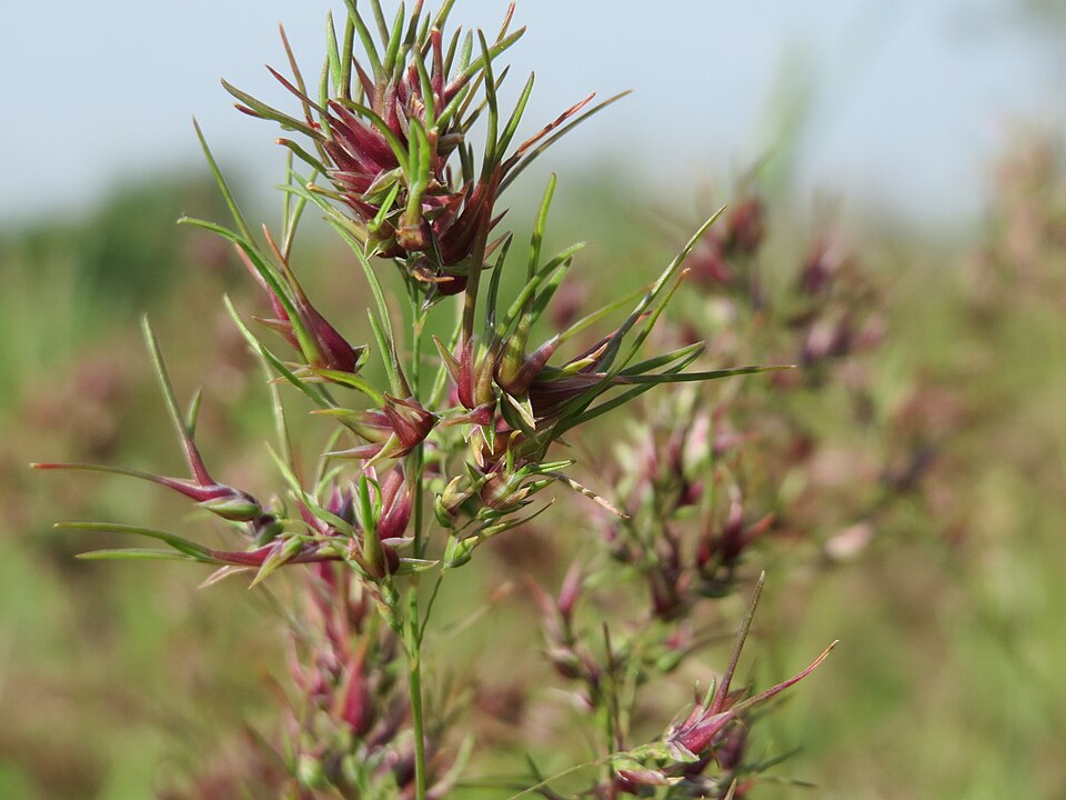 Poa bulbosa (Bulbous Bluegrass) (alternate view 7)