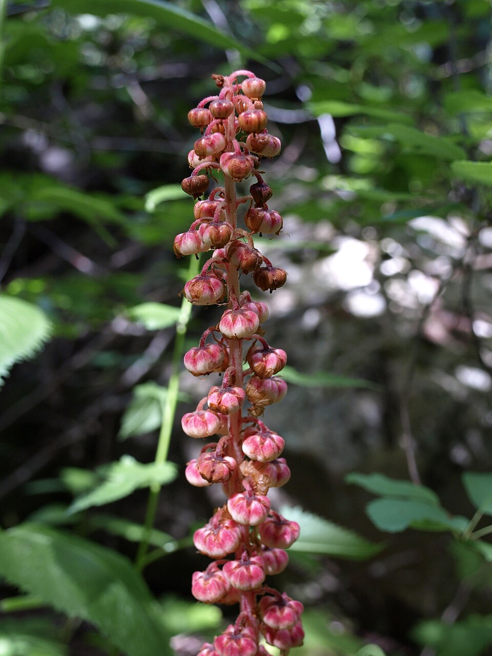 Pterospora andromedea (woodland pinedrops) (alternate view 2)