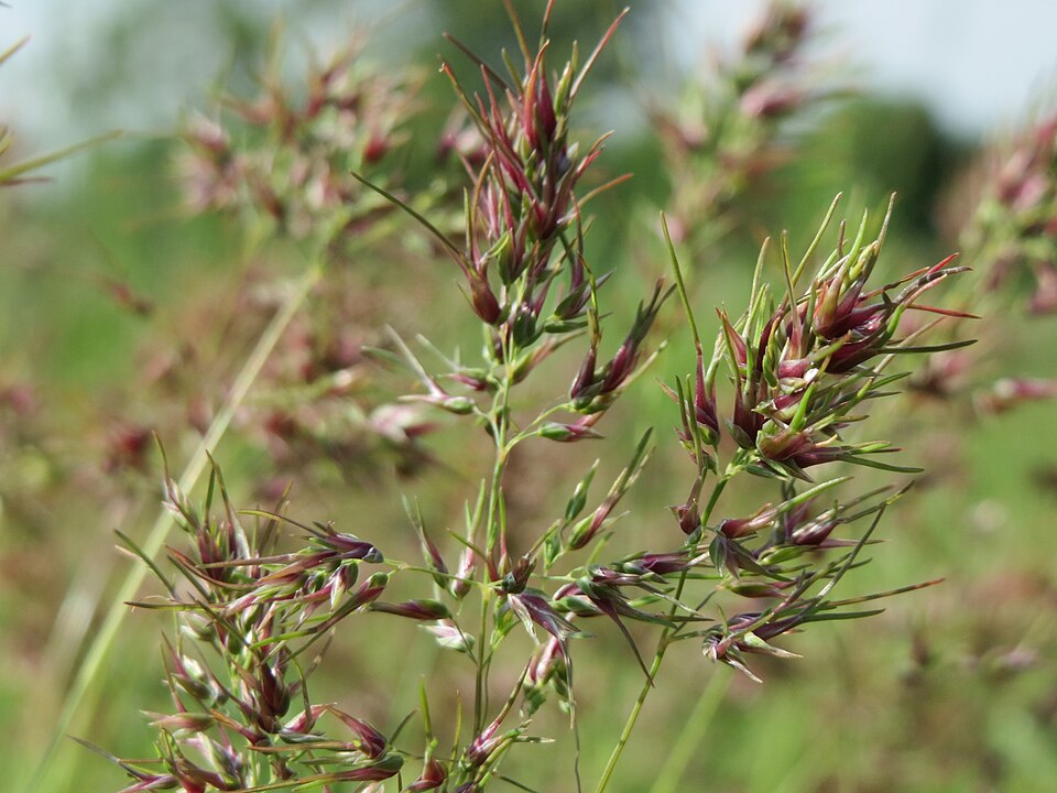 Poa bulbosa (Bulbous Bluegrass) (alternate view 8)