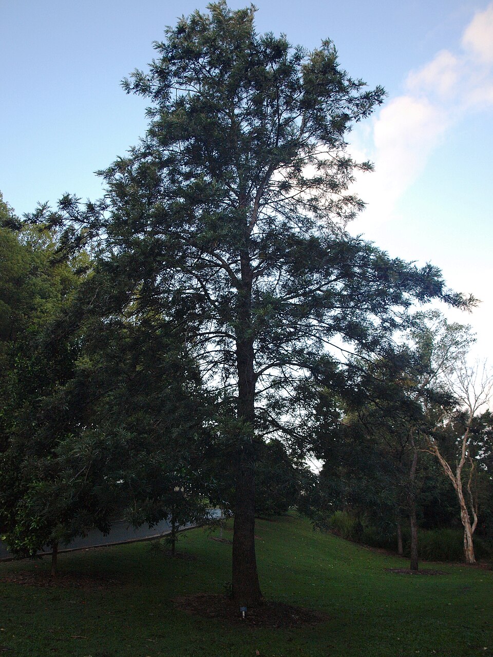Grevillea robusta (silk oak) (alternate view 6)