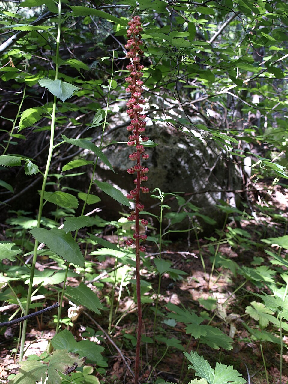 Pterospora andromedea (woodland pinedrops) (alternate view 3)