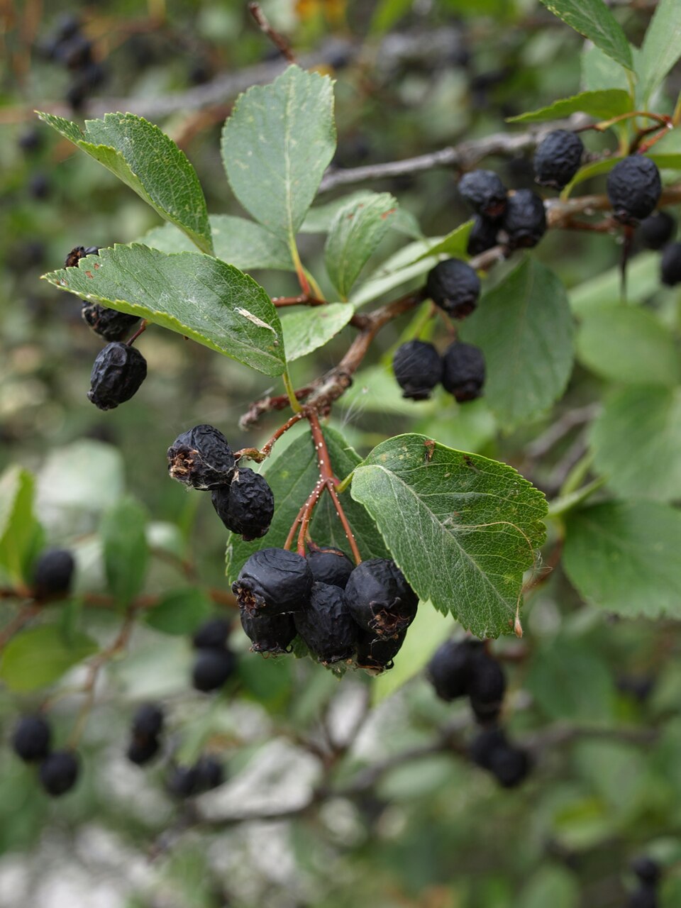 Crataegus douglasii (Black Hawthorn) (alternate view 5)