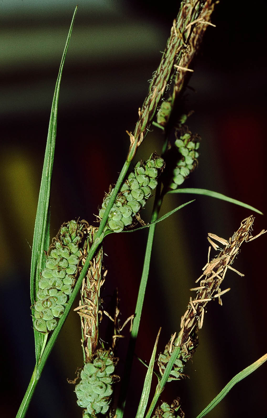Carex filiformis (thread sedge)