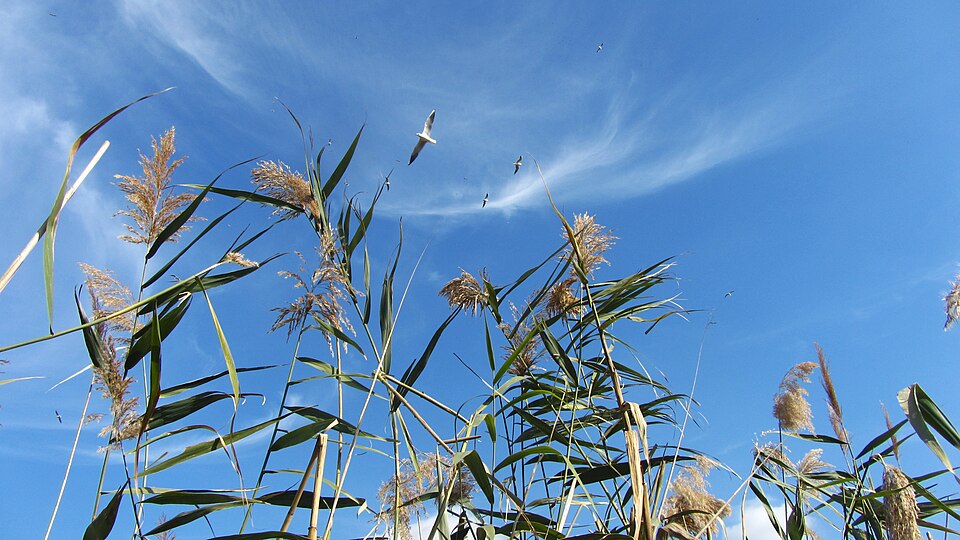 Scirpus (Scirpus Bulrushes) (alternate view 9)