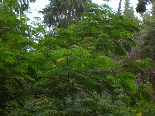 Paraserianthes lophantha (Plume Albizia) (alternate view 9)