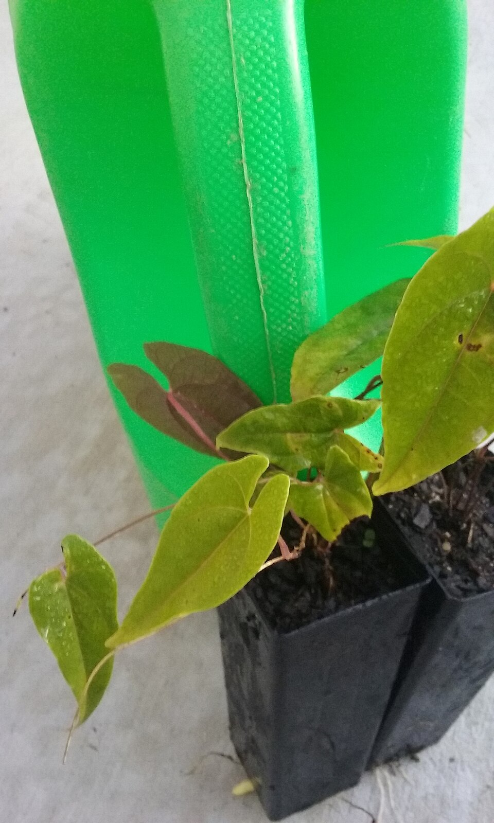 Dioscorea transversa (Common Yam Vine) (alternate view 6)