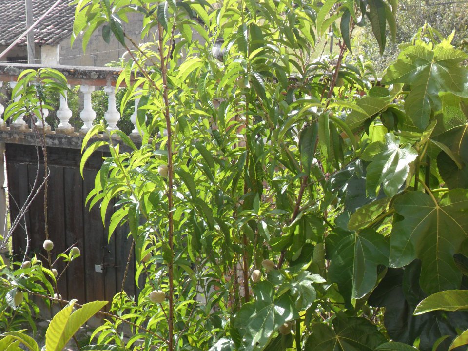 Prunus persica, Peach — spreading deciduous (Rosaceae) (image 9 of 9)
