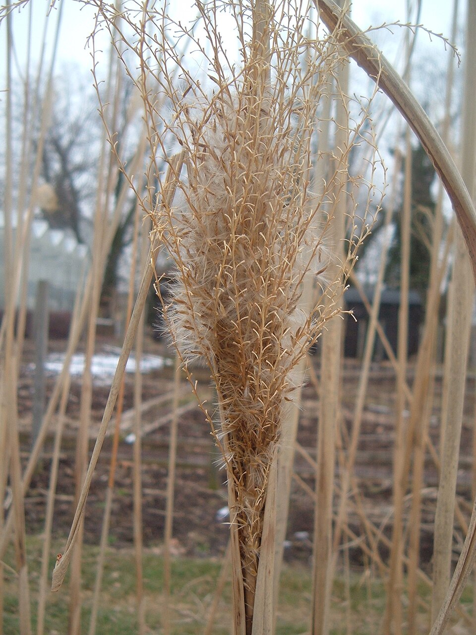 Miscanthus sinensis 'Cosmopolitan' (Cosmopolitan Maiden Grass)