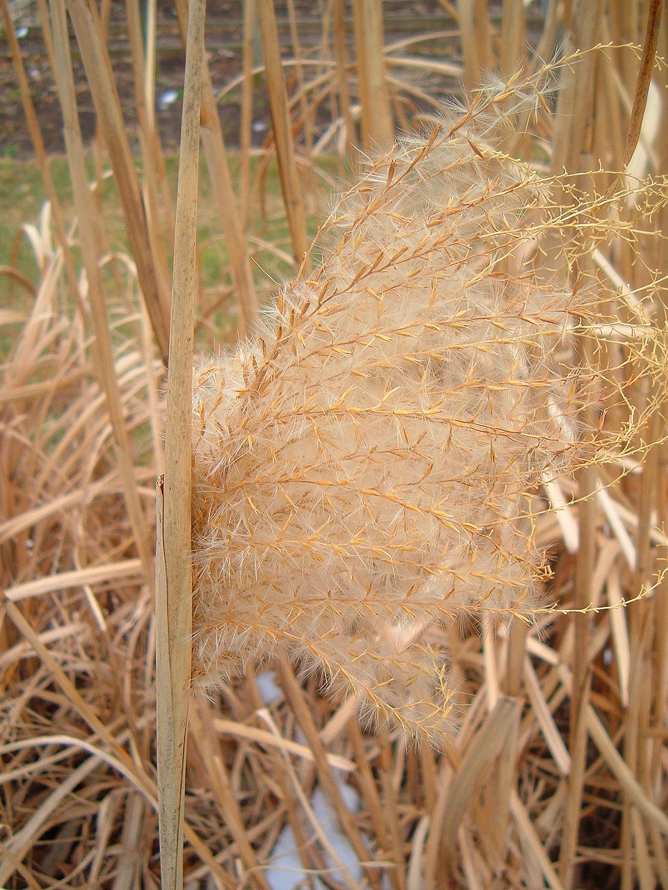 Miscanthus sinensis 'Cosmopolitan' (Cosmopolitan Maiden Grass) (alternate view 2)