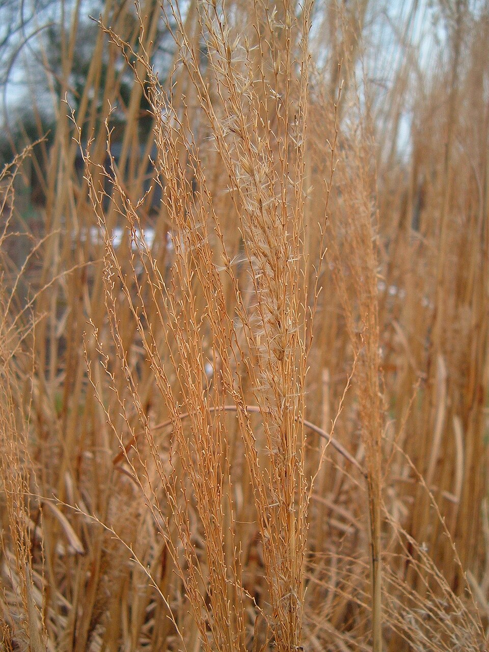 Miscanthus sinensis 'Silberfeder' (Silver Feather Maiden Grass)