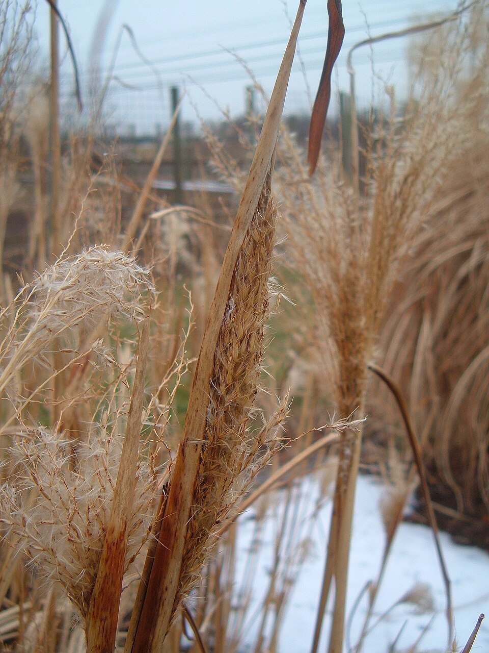Miscanthus sinensis 'Silberfeder' (Silver Feather Maiden Grass) (alternate view 2)