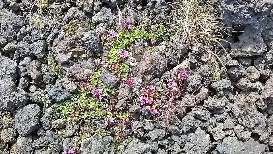 Thymus praecox (Mother of Thyme)