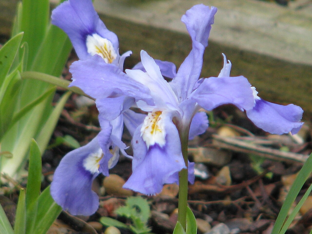 Iris cristata, Dwarf crested iris — spreading deciduous (Iridaceae) (image 5 of 10)