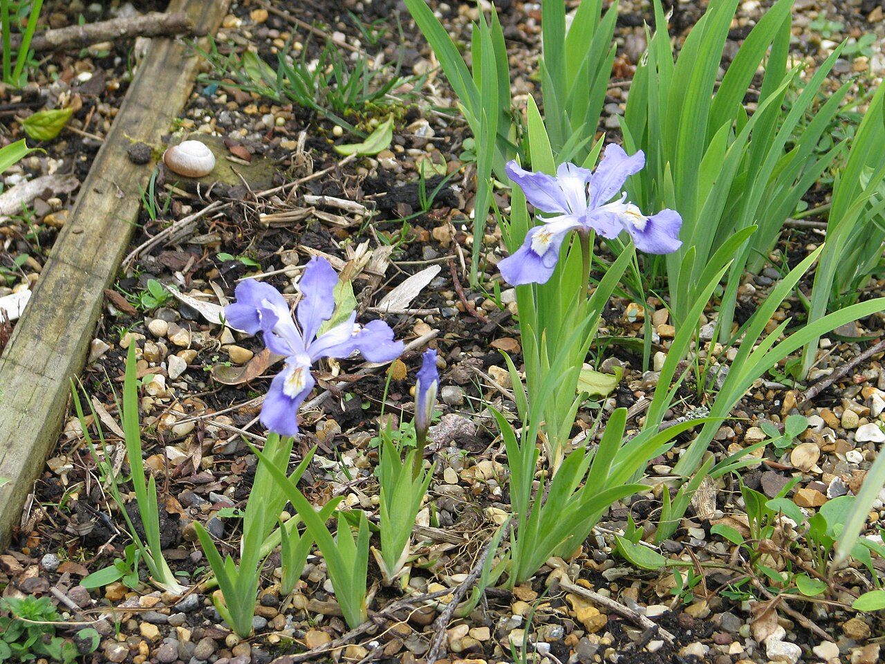 Iris cristata, Dwarf crested iris — spreading deciduous (Iridaceae) (image 6 of 10)