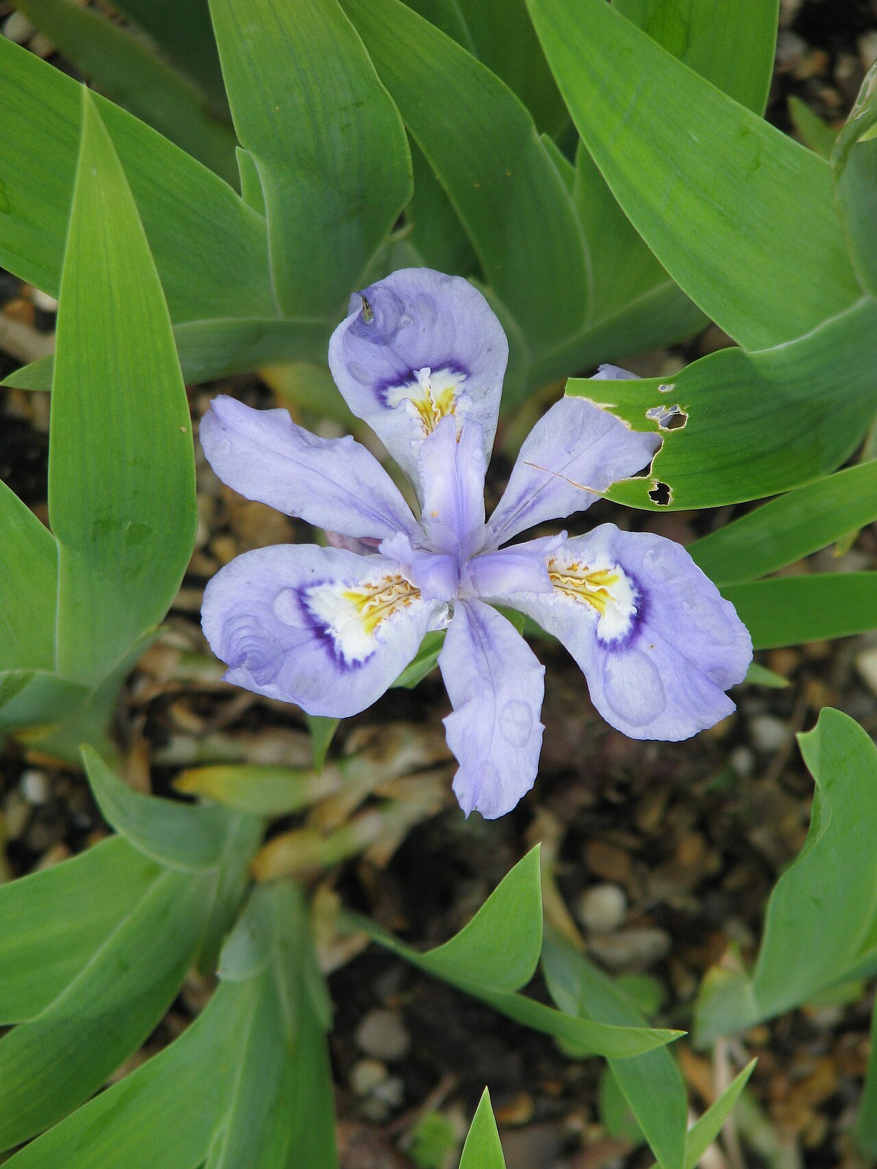 Iris cristata, Dwarf crested iris — spreading deciduous (Iridaceae) (image 7 of 10)