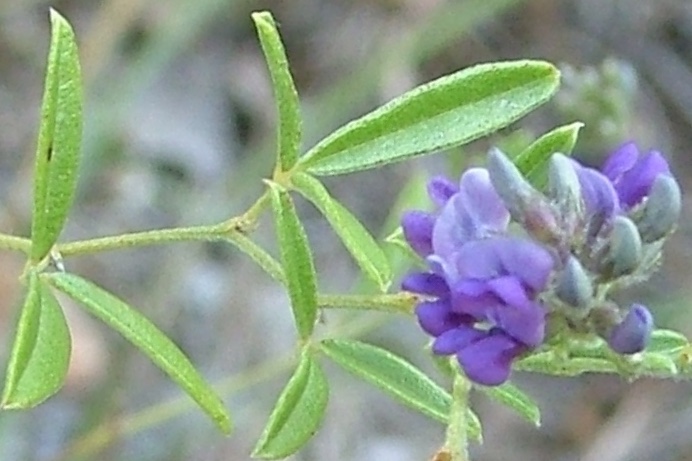 Pediomelum tenuiflorum (Slimflower Scurfpea) (alternate view 6)