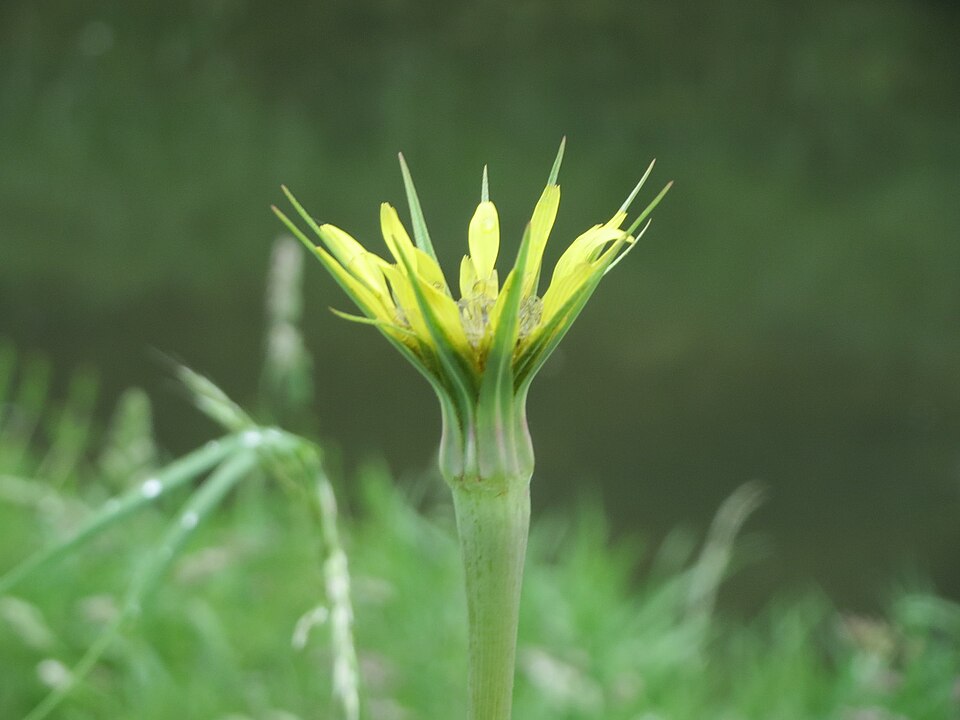 Tragopogon dubius (Yellow Salsify)