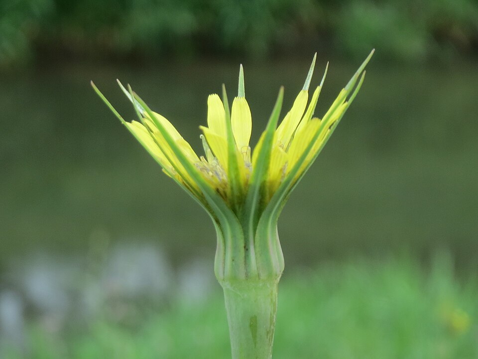 Tragopogon dubius (Yellow Salsify)