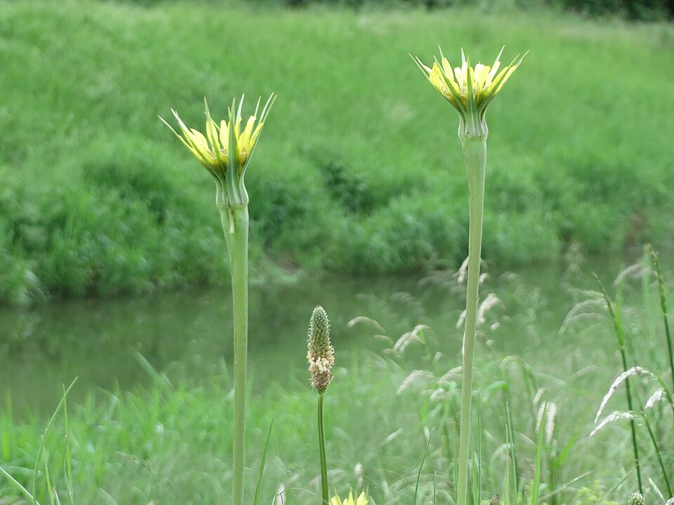 Tragopogon dubius (Yellow Salsify)