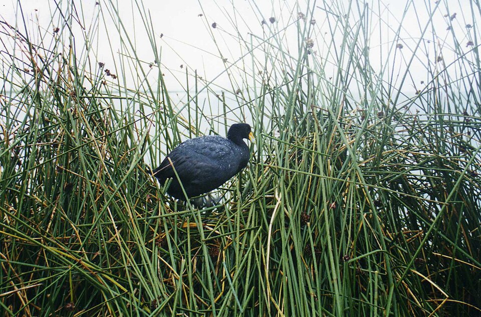 Schoenoplectus californicus (California bulrush) (alternate view 8)