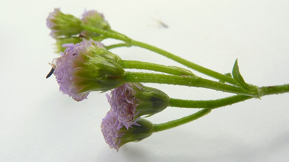 Praxelis clematidea (pussyfoot) (alternate view 9)