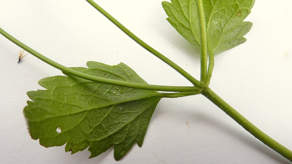 Praxelis clematidea (pussyfoot) (alternate view 10)