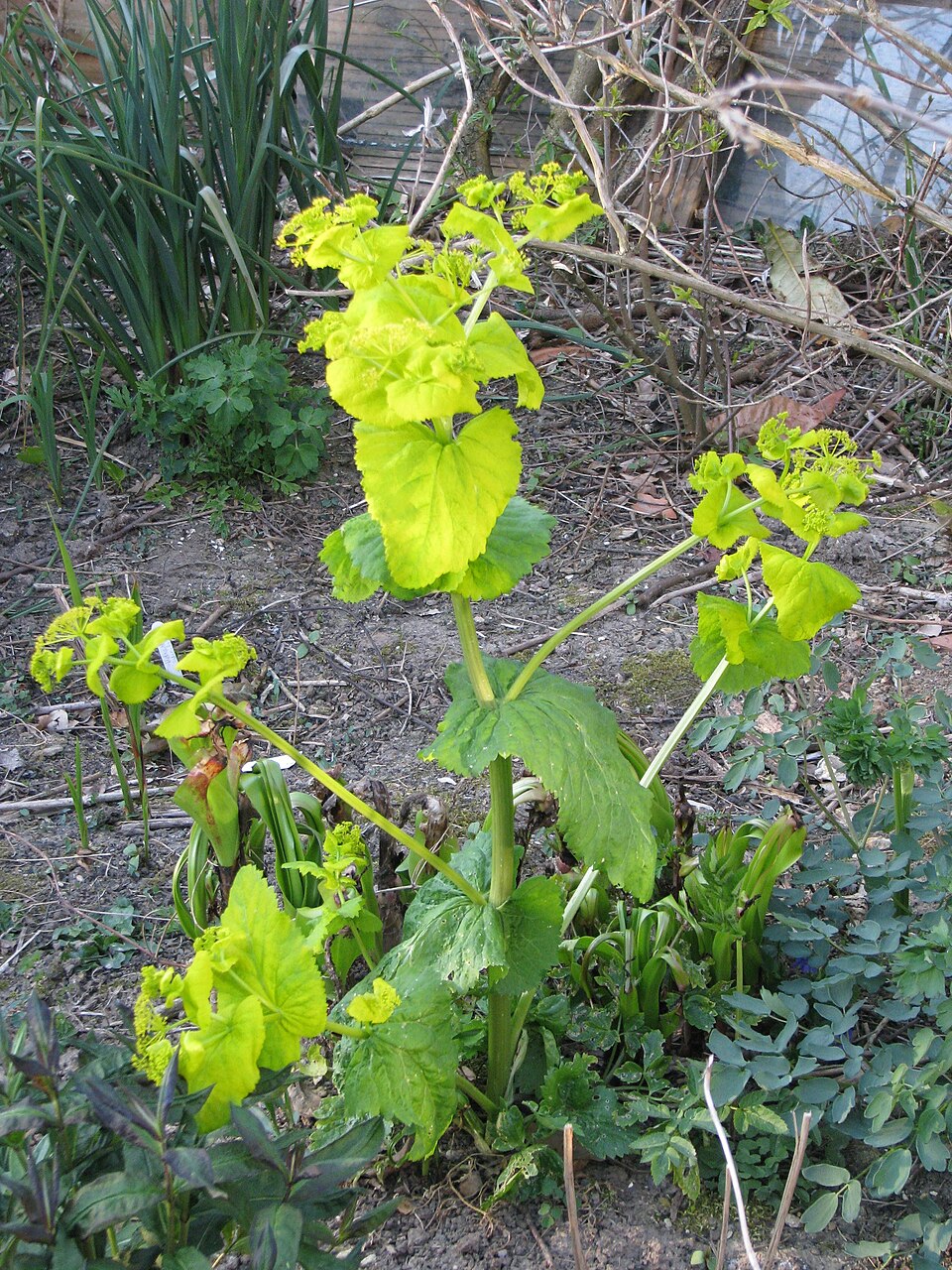 Smyrnium perfoliatum (perfoliate alexanders) (alternate view 9)
