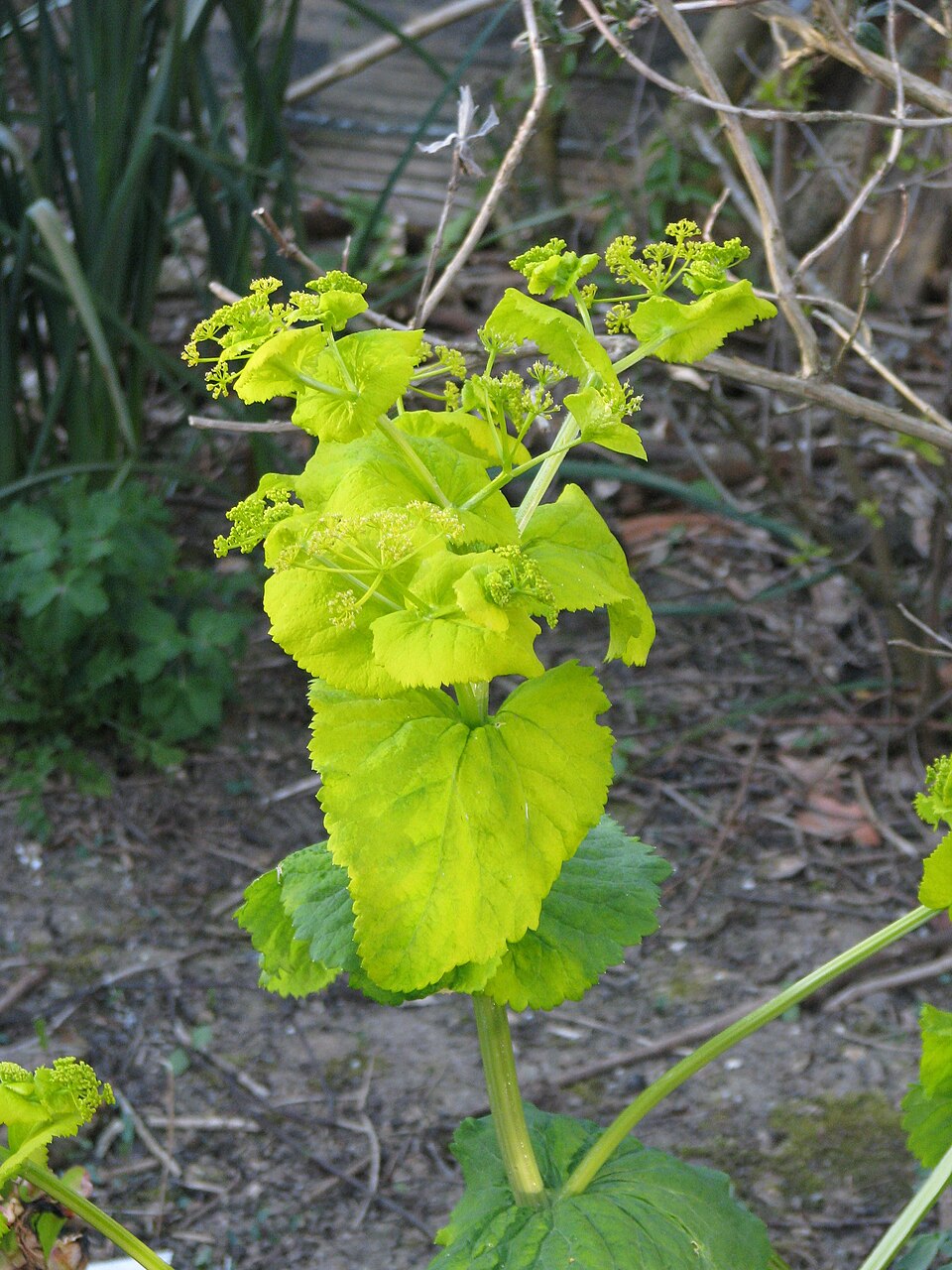 Smyrnium perfoliatum (perfoliate alexanders) (alternate view 10)