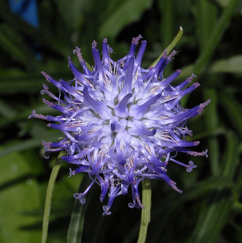 Phyteuma scheuchzeri (Oxford Rampion) (alternate view 6)