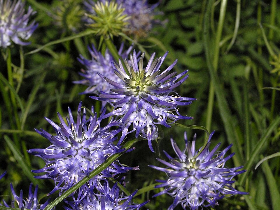 Phyteuma scheuchzeri (Oxford Rampion) (alternate view 7)