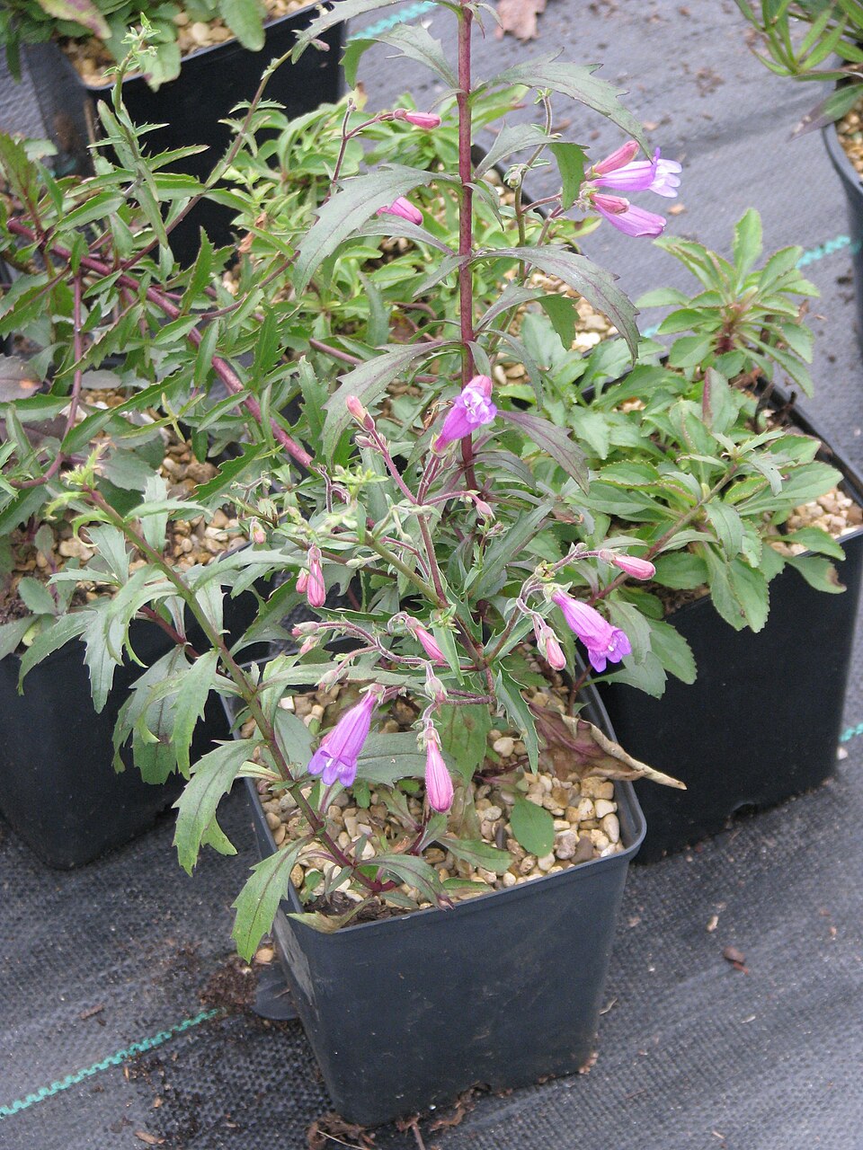 Penstemon richardsonii (Richardson's Penstemon) (alternate view 10)