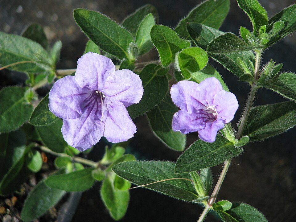 Ruellia humilis (hairy ruellia) (alternate view 5)