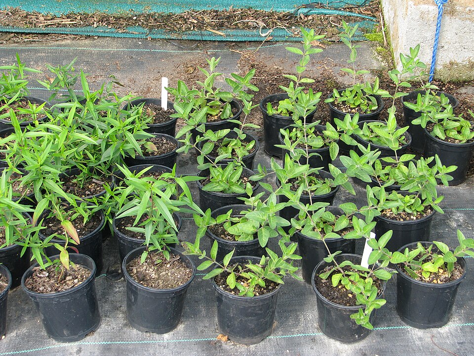 Ruellia humilis (hairy ruellia) (alternate view 6)