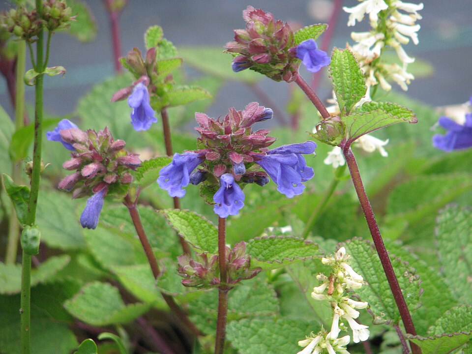 Dracocephalum grandiflorum (Large-flowered Dragonhead) (alternate view 10)