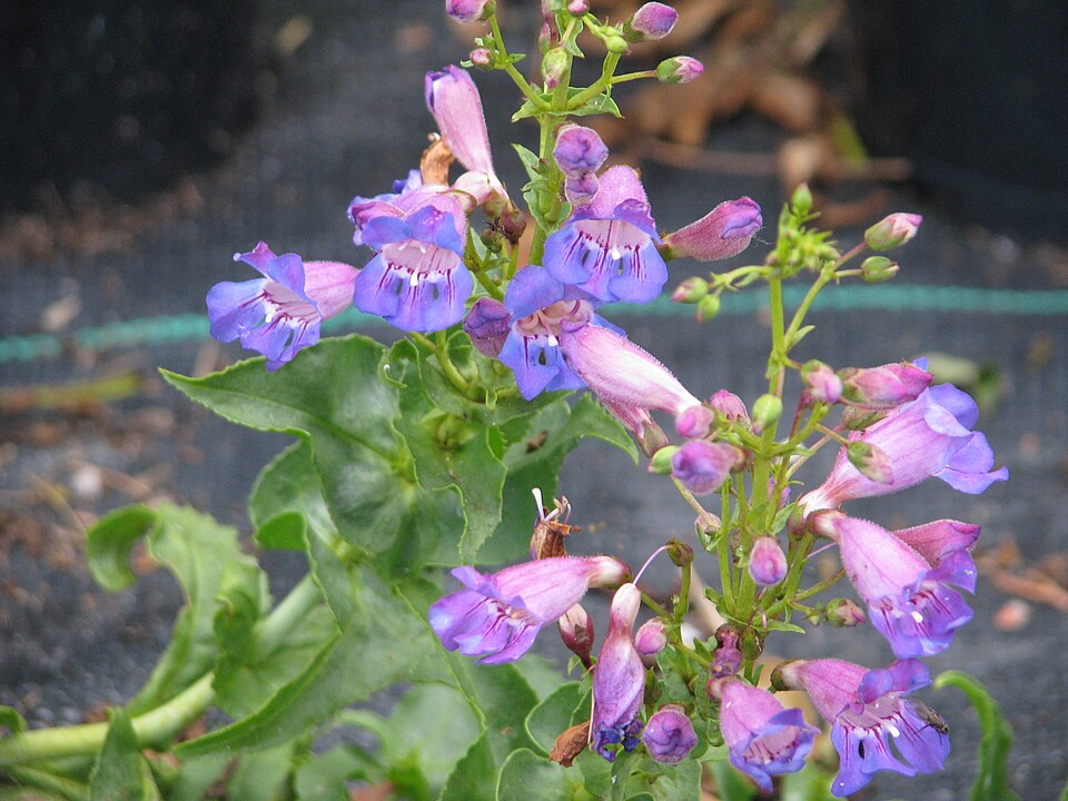 Penstemon spectabilis (Showy Penstemon) (alternate view 10)