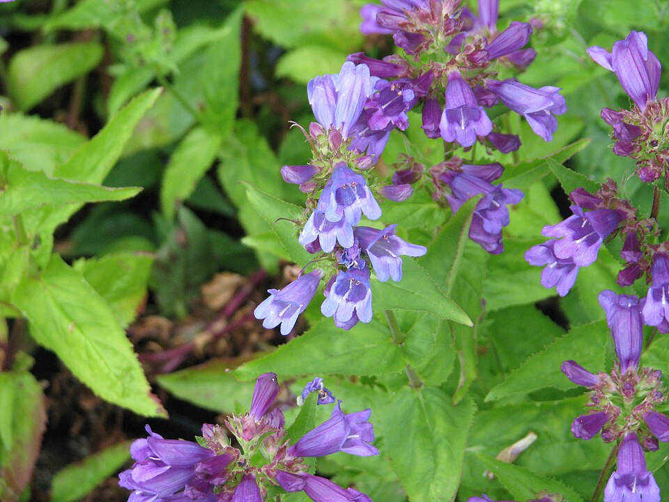 Penstemon serrulatus (Coast Penstemon) (alternate view 10)