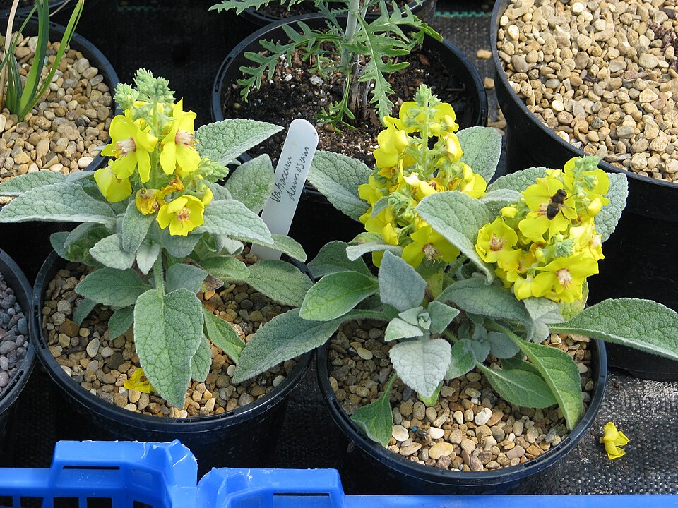 Verbascum (mulleins) (alternate view 4)