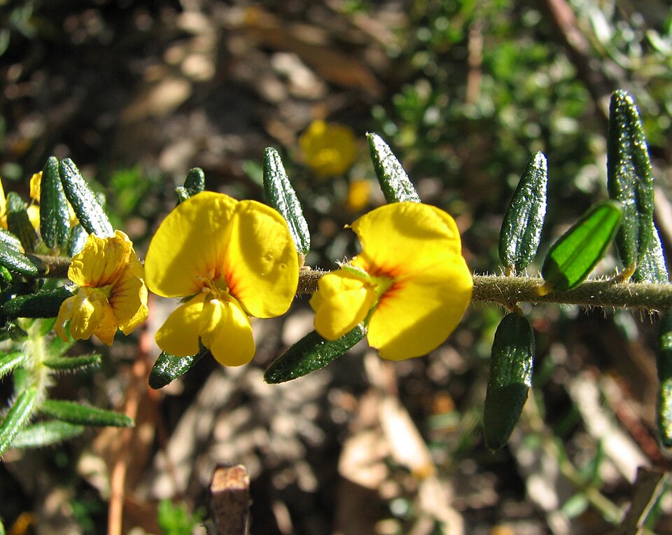 Aotus ericoides (Common Aotus) (alternate view 6)