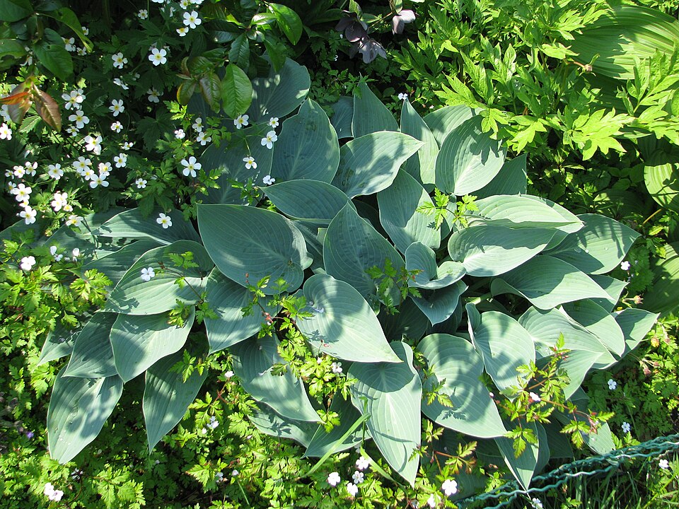 Hosta × 'Halcyon' (Halcyon Hosta)