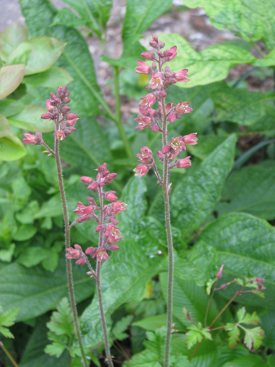 Heuchera (alumroots) (alternate view 8)