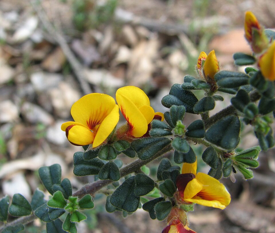 Pultenaea scabra (Rough Bush-pea) (alternate view 6)