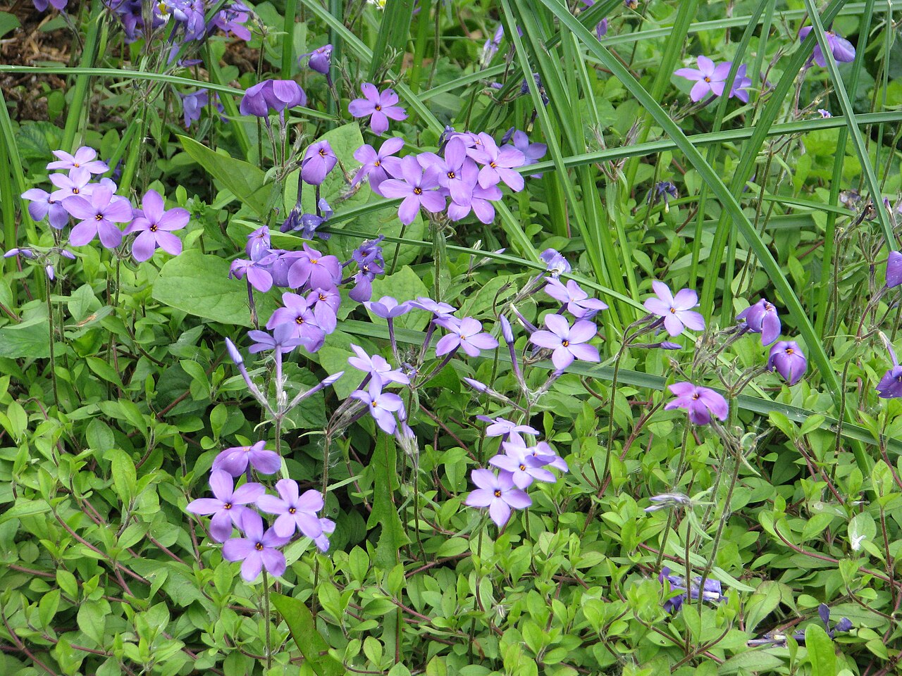 Phlox stolonifera, Creeping phlox — spreading semi-evergreen (Polemoniaceae) (image 9 of 10)