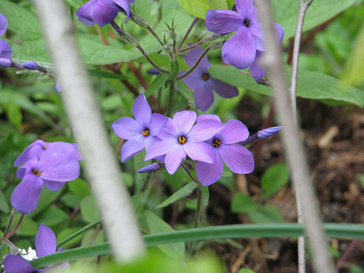 Phlox stolonifera, Creeping phlox — spreading semi-evergreen (Polemoniaceae) (image 10 of 10)