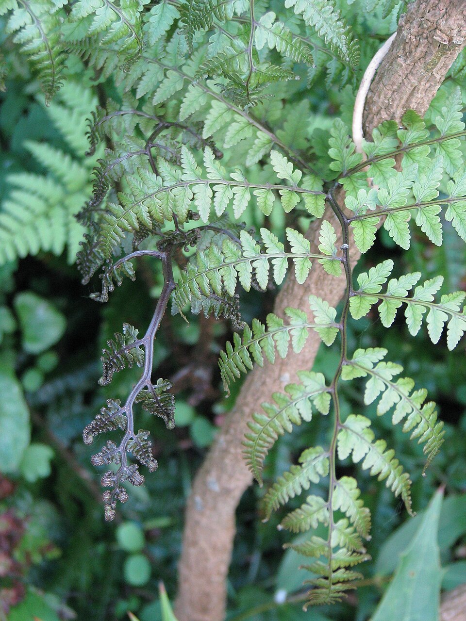 Athyrium otophorum (Eared Lady Fern) (alternate view 8)