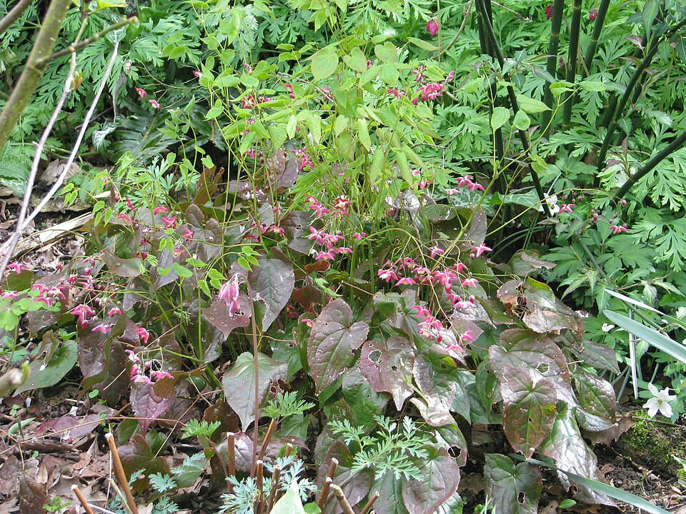 Epimedium x rubrum (alternate view 9)